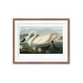 Picture of Vintage Floating White Swan _GroupedProduct_Rectangle_Landscape_Framed_Matted_