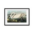 Picture of Vintage Floating White Swan _GroupedProduct_Rectangle_Landscape_Framed_Matted_