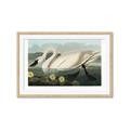 Picture of Vintage Floating White Swan _GroupedProduct_Rectangle_Landscape_Framed_Matted_