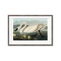 Picture of Vintage Floating White Swan _GroupedProduct_Rectangle_Landscape_Framed_Matted_