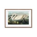Picture of Vintage Floating White Swan _GroupedProduct_Rectangle_Landscape_Framed_Matted_