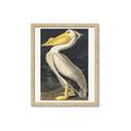 Picture of Vintage White Pelican _GroupedProduct_Rectangle_Portrait_Framed_Matted_