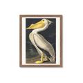 Picture of Vintage White Pelican _GroupedProduct_Rectangle_Portrait_Framed_Matted_