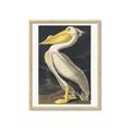 Picture of Vintage White Pelican _GroupedProduct_Rectangle_Portrait_Framed_Matted_