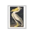Picture of Vintage White Pelican _GroupedProduct_Rectangle_Portrait_Framed_Matted_
