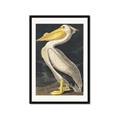 Picture of Vintage White Pelican _GroupedProduct_Rectangle_Portrait_Framed_Matted_