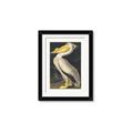 Picture of Vintage White Pelican _GroupedProduct_Rectangle_Portrait_Framed_Matted_