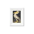 Picture of Vintage White Pelican _GroupedProduct_Rectangle_Portrait_Framed_Matted_