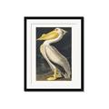 Picture of Vintage White Pelican _GroupedProduct_Rectangle_Portrait_Framed_Matted_