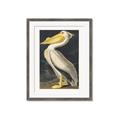 Picture of Vintage White Pelican _GroupedProduct_Rectangle_Portrait_Framed_Matted_
