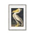 Picture of Vintage White Pelican _GroupedProduct_Rectangle_Portrait_Framed_Matted_