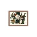 Picture of Black Billed Cuckoo Bird _GroupedProduct_Rectangle_Landscape_Framed_Matted_