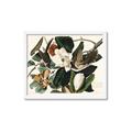 Picture of Black Billed Cuckoo Bird _GroupedProduct_Rectangle_Landscape_Framed_Matted_