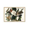 Picture of Black Billed Cuckoo Bird _GroupedProduct_Rectangle_Landscape_Framed_Matted_