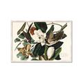 Picture of Black Billed Cuckoo Bird _GroupedProduct_Rectangle_Landscape_Framed_Matted_