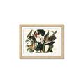 Picture of Black Billed Cuckoo Bird _GroupedProduct_Rectangle_Landscape_Framed_Matted_