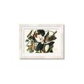 Picture of Black Billed Cuckoo Bird _GroupedProduct_Rectangle_Landscape_Framed_Matted_