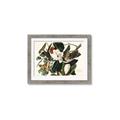 Picture of Black Billed Cuckoo Bird _GroupedProduct_Rectangle_Landscape_Framed_Matted_