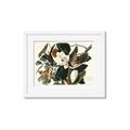 Picture of Black Billed Cuckoo Bird _GroupedProduct_Rectangle_Landscape_Framed_Matted_