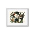 Picture of Black Billed Cuckoo Bird _GroupedProduct_Rectangle_Landscape_Framed_Matted_