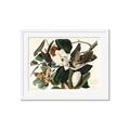 Picture of Black Billed Cuckoo Bird _GroupedProduct_Rectangle_Landscape_Framed_Matted_