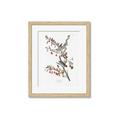 Picture of Vintage Tree Sparrow _GroupedProduct_Rectangle_Portrait_Framed_Matted_