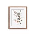 Picture of Vintage Tree Sparrow _GroupedProduct_Rectangle_Portrait_Framed_Matted_
