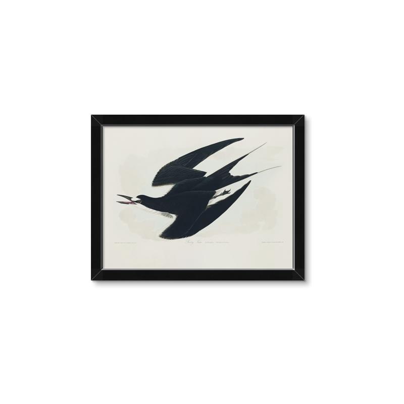 Picture of Vintage Black Sooty Tern _GroupedProduct_Rectangle_Landscape_Framed_Matted_