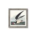 Picture of Black Skimmer From Birds of America (1827) _GroupedProduct_Square_Framed_Matted_