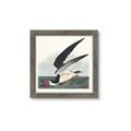 Picture of Black Skimmer From Birds of America (1827) _GroupedProduct_Square_Framed_Matted_