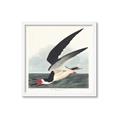 Picture of Black Skimmer From Birds of America (1827) _GroupedProduct_Square_Framed_Matted_