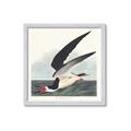Picture of Black Skimmer From Birds of America (1827) _GroupedProduct_Square_Framed_Matted_