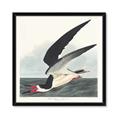 Picture of Black Skimmer From Birds of America (1827) _GroupedProduct_Square_Framed_Matted_