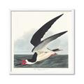 Picture of Black Skimmer From Birds of America (1827) _GroupedProduct_Square_Framed_Matted_