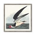 Picture of Black Skimmer From Birds of America (1827) _GroupedProduct_Square_Framed_Matted_