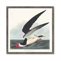 Picture of Black Skimmer From Birds of America (1827) _GroupedProduct_Square_Framed_Matted_
