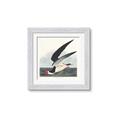 Picture of Black Skimmer From Birds of America (1827) _GroupedProduct_Square_Framed_Matted_