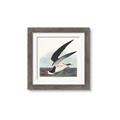 Picture of Black Skimmer From Birds of America (1827) _GroupedProduct_Square_Framed_Matted_