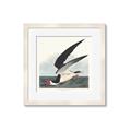 Picture of Black Skimmer From Birds of America (1827) _GroupedProduct_Square_Framed_Matted_