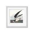 Picture of Black Skimmer From Birds of America (1827) _GroupedProduct_Square_Framed_Matted_