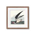 Picture of Black Skimmer From Birds of America (1827) _GroupedProduct_Square_Framed_Matted_