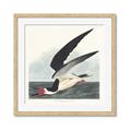 Picture of Black Skimmer From Birds of America (1827) _GroupedProduct_Square_Framed_Matted_