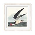 Picture of Black Skimmer From Birds of America (1827) _GroupedProduct_Square_Framed_Matted_
