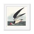 Picture of Black Skimmer From Birds of America (1827) _GroupedProduct_Square_Framed_Matted_