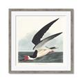 Picture of Black Skimmer From Birds of America (1827) _GroupedProduct_Square_Framed_Matted_