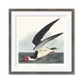 Picture of Black Skimmer From Birds of America (1827) _GroupedProduct_Square_Framed_Matted_