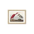 Picture of Vintage Scarlet Ibis Bird _GroupedProduct_Rectangle_Landscape_Framed_Matted_