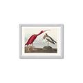 Picture of Vintage Scarlet Ibis Bird _GroupedProduct_Rectangle_Landscape_Framed_Matted_