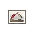 Picture of Vintage Scarlet Ibis Bird _GroupedProduct_Rectangle_Landscape_Framed_Matted_