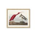 Picture of Vintage Scarlet Ibis Bird _GroupedProduct_Rectangle_Landscape_Framed_Matted_